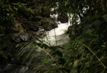 La voz del melcocho necesita ser escuchada