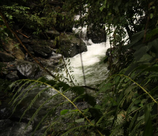La voz del melcocho necesita ser escuchada