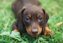 Alerta por brote de moquillo en San Francisco: llaman a extremar cuidados con los perros