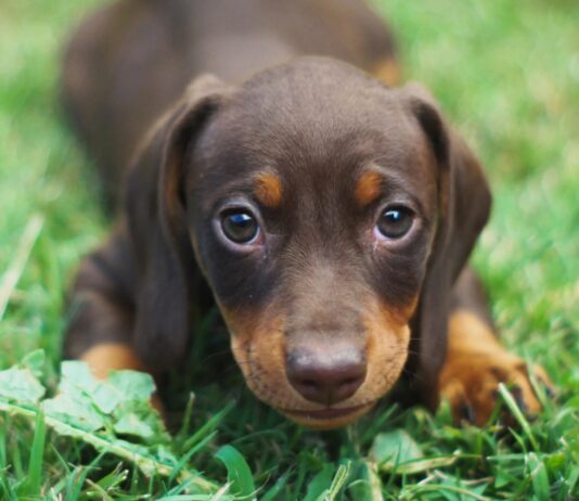 Alerta por brote de moquillo en San Francisco: llaman a extremar cuidados con los perros
