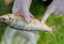 Investigan mortandad de sabaletas en el río Nare: se solicita evitar pesca y consumo