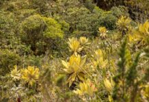 Cornare y Corpocaldas consolidan esfuerzos para proteger el Páramo de Sonsón