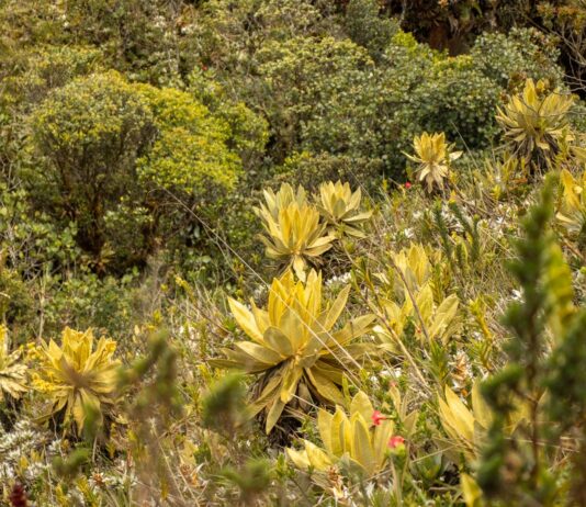 Cornare y Corpocaldas consolidan esfuerzos para proteger el Páramo de Sonsón