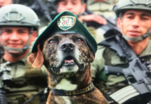 Un Merecido Retiro: El Nuevo hogar de los Héroes de cuatro patas de la Policía de Antioquia