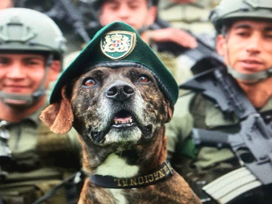 Un Merecido Retiro: El Nuevo hogar de los Héroes de cuatro patas de la Policía de Antioquia