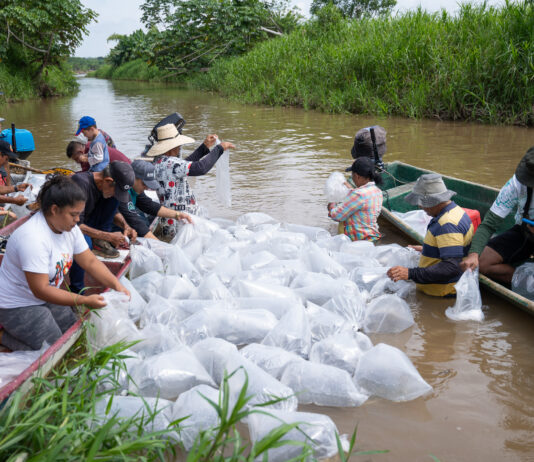 Liberan 100 mil alevines en Puerto Perales para conservar especies nativas y garantizar la pesca sostenible