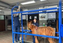 Rionegro garantiza atención integral a equino rescatado en estado crítico
