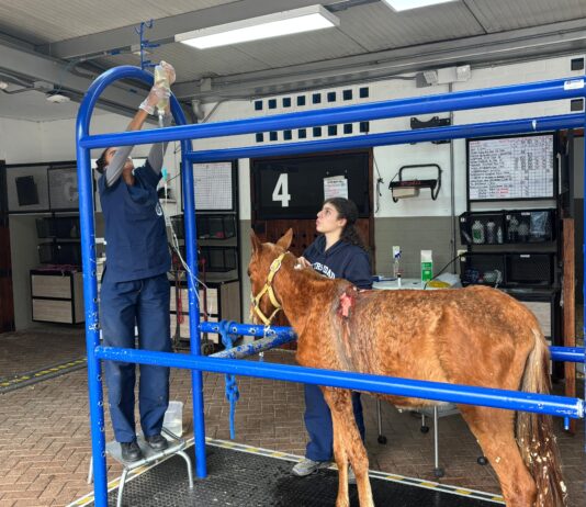 Rionegro garantiza atención integral a equino rescatado en estado crítico