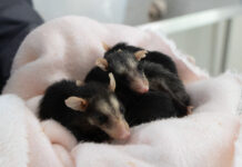 Heridos, desorientados y atropellados: así llegaron 45 animales al CAV de Cornare gracias a la polvora.