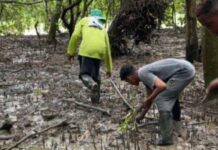 Turbo protege 112 mil plántulas de mangle con apoyo de pescadores