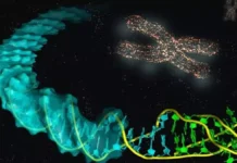 Revolución genética: logran eliminar el cromosoma extra del síndrome de Down