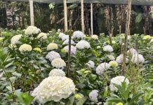 San Valentín: La temporada que impulsa la floricultura antioqueña