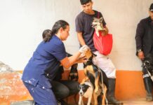 Marinilla lanza maratón rural de bienestar animal con 3.700 vacunas antirrábicas gratuitas