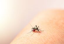 Aumento de Casos de Dengue en Antioquia: Autoridades Refuerzan Medidas de Prevención