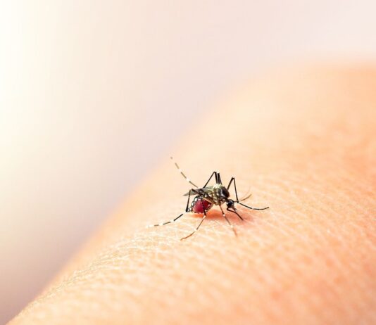 Aumento de Casos de Dengue en Antioquia: Autoridades Refuerzan Medidas de Prevención