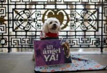 Colombia refuerza la lucha contra el maltrato animal: Ley Ángel aprobada y a un paso de ser ley