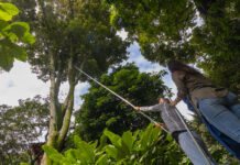 Nueva especie de árbol es descubierta en el corazón del campus de la Universidad de Antioquia