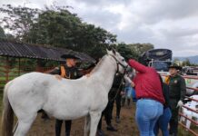 Alcaldía de El Carmen de Viboral protege a la comunidad y garantiza el bienestar de 21 semovientes
