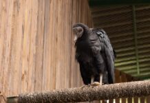 Un sobreviviente entre 18: la historia del gallinazo que venció la tragedia en Guarne