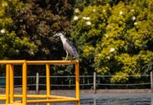 Planta de Tratamiento de Aguas Residuales de La Ceja: Un refugio inesperado para la biodiversidad