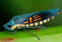 Investigadores de la UdeA descubren una nueva especie de chicharra y amplían el conocimiento sobre la biodiversidad colombiana