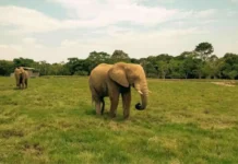 Adiós a Rania, la elefanta que encontró refugio en la Hacienda Nápoles