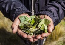 Colombia en la ONU: Solicita retirar la hoja de coca de la lista de sustancias prohibidas