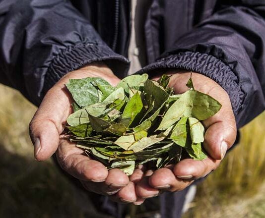 Colombia en la ONU: Solicita retirar la hoja de coca de la lista de sustancias prohibidas
