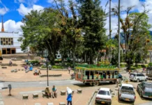 El Oriente también celebra sus árboles más valiosos: inventario patrimonial en marcha