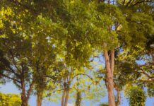 Cocorná refuerza medidas de seguridad: nuevos horarios, restricciones y controles en el espacio público