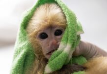 Tragedia en Rionegro: dos primates muertos y cuatro agonizantes tras intento de tráfico ilegal en el aeropuerto