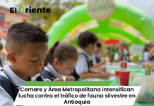 Cornare y Área Metropolitana intensifican lucha contra el tráfico de fauna silvestre en Antioquia