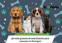 ¡Jornada gratuita de esterilización para mascotas en Rionegro!