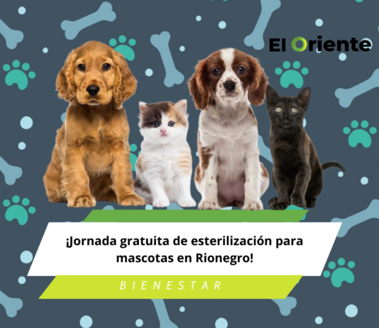 ¡Jornada gratuita de esterilización para mascotas en Rionegro!