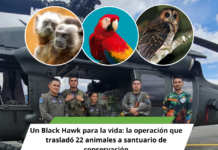 Un Black Hawk para la vida: la operación que trasladó 22 animales a santuario de conservación
