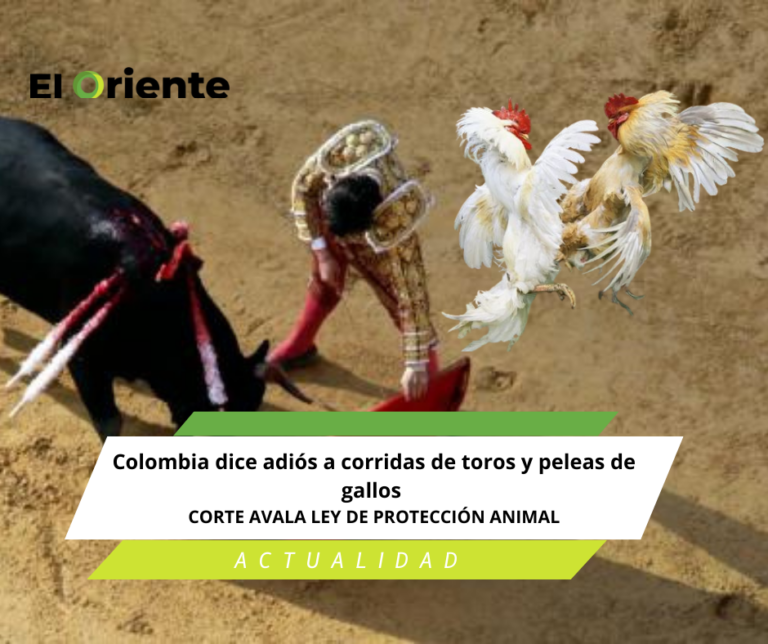 Corte Constitucional avala prohibición total de espectáculos con animales: Colombia dice adiós a corridas de toros y peleas de gallos Corte Constitucional avala prohibición total de espectáculos con animales: Colombia dice adiós a corridas de toros y peleas de gallos