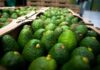Guarne impulsa la agroindustria: Coltrópicos transforma el aguacate Hass en productos de exportación