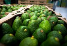Guarne impulsa la agroindustria: Coltrópicos transforma el aguacate Hass en productos de exportación