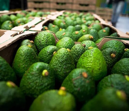 Guarne impulsa la agroindustria: Coltrópicos transforma el aguacate Hass en productos de exportación