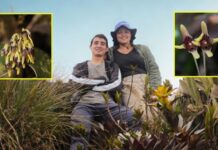 Pleurothallis maitamae, la orquídea que refleja la riqueza natural antioqueña