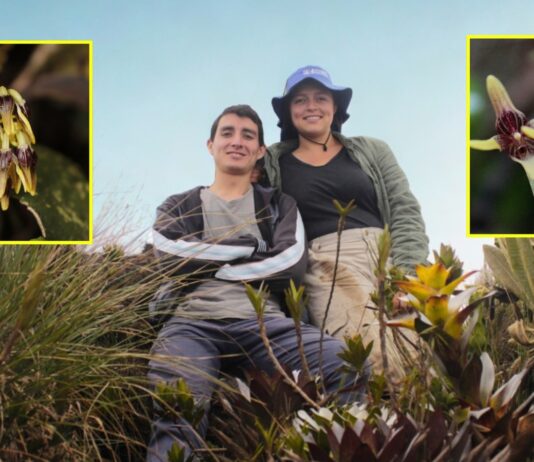 Pleurothallis maitamae, la orquídea que refleja la riqueza natural antioqueña