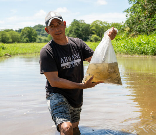 Cornare y la AUNAP liberaron más de 820 mil alevinos de bocachico en fuentes hídricas del Oriente Antioqueño