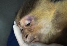 ¡Qué horror! Rescatan mono capuchino desnutrido y con signos de maltrato en una unidad residencial de Medellín