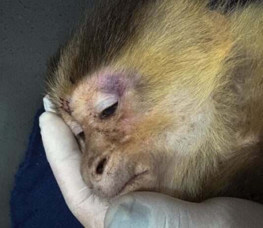 ¡Qué horror! Rescatan mono capuchino desnutrido y con signos de maltrato en una unidad residencial de Medellín