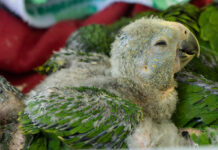 Ya son 28 pichones de loro incautados en buses de transporte público en la región