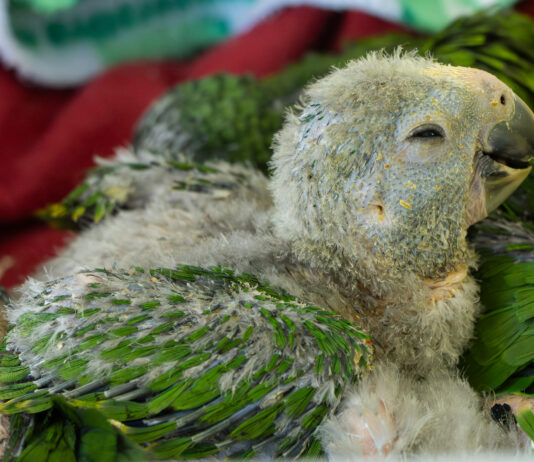 Ya son 28 pichones de loro incautados en buses de transporte público en la región