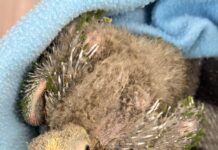 Incautan en Guarne 10 pichones de loro frente amarillo transportados ilegalmente en bus de servicio público