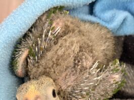 Incautan en Guarne 10 pichones de loro frente amarillo transportados ilegalmente en bus de servicio público