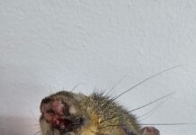 ¡Trágico diciembre para la fauna silvestre!: se triplicaron los animales afectados por pólvora en la región