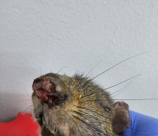 ¡Trágico diciembre para la fauna silvestre!: se triplicaron los animales afectados por pólvora en la región